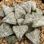 Haworthia Splendens 'Andromeda'