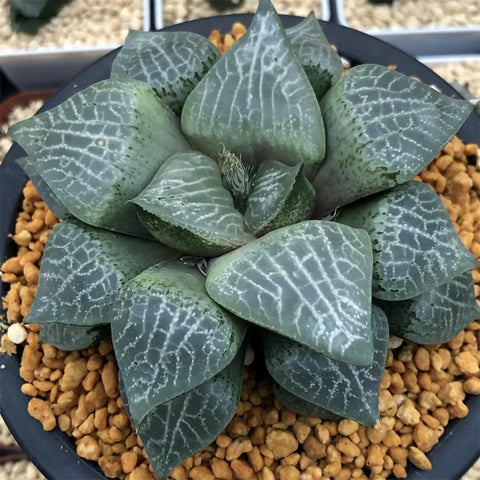 Haworthia Comptoniana Hagiwara