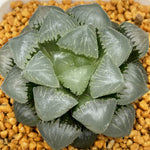 Haworthia Mochi Gyokuro Other