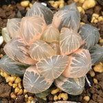Haworthia OM variegated