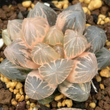Haworthia OM variegated
