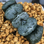 Haworthia Truncata 'Araiso'