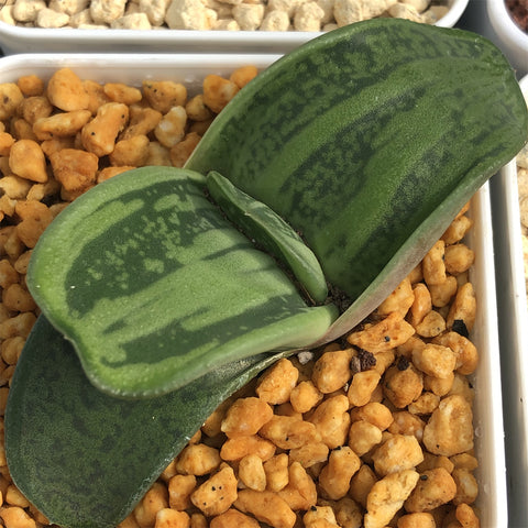 Gasteria Other