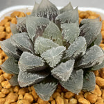 Haworthia 'Hakuteijyo ' other