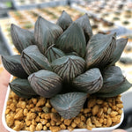 Haworthia 'Cupid' Other