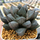 Haworthia 'Cupid' Other