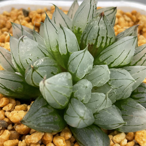 Haworthia Sciaky Other