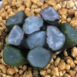 Haworthia Maughanii 'Suiko'