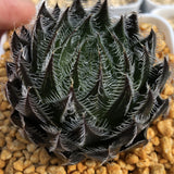 Haworthia 'Gigaz' Other