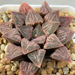 Haworthia Hybrid 'Sunset Glow' Plant from seeds