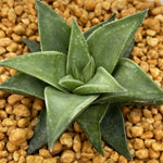 Haworthia Manda's Hybrid Other