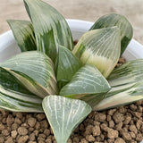 Haworthia Correcta Hybrid Variegated Mother Plant