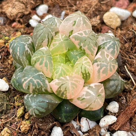 Haworthia Plastic Skin Variegated Small Size