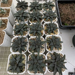 Haworthia Hard Leaf Koelmaniorum Variegated Big Size