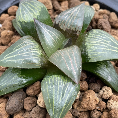 Haworthia Hybrid - N