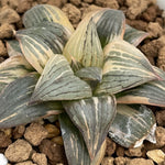 Haworthia Nigra variegated Medium Size