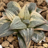 Haworthia Nigra variegated Medium Size