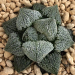 Haworthia 'Angel' Other