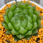 Haworthia cooperi LED Other