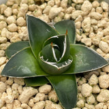 Agave Victoriae-reginae T. Moore A Type