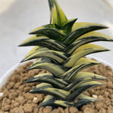 Haworthia Viscosa Variegated Mother Plant
