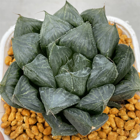 Haworthia Sansenju Other