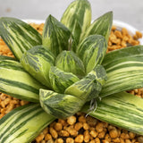 Haworthia Nijiro no Hana Other