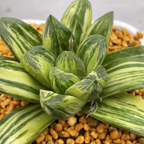 Haworthia Nijiro no Hana Other