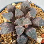 Haworthia Hybrid 'Morning Dew' Plant from seeds
