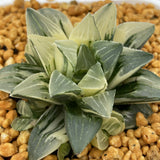 Haworthia Heidelbergensis Variegated