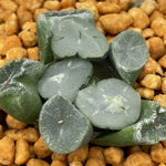 Haworthia Maughanii 'Corolla'