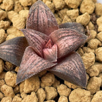 Haworthia Hard Leaf 'Old Folks' Small Size 3cm