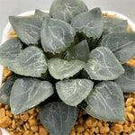 Haworthia Correcta Quartz Big Size
