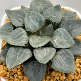 Haworthia Correcta Quartz Big Size