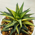 Haworthia Hard Leaf Variegated Zouge no Touge Variegated L