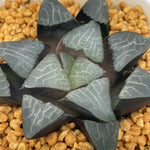 Haworthia Bayeri Correcta
