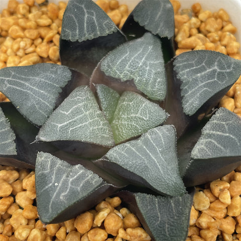 Haworthia Bayeri Correcta