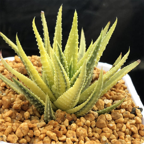 Haworthia Margaritifera f. Variegated