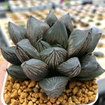 Haworthia 'Cupid' Other