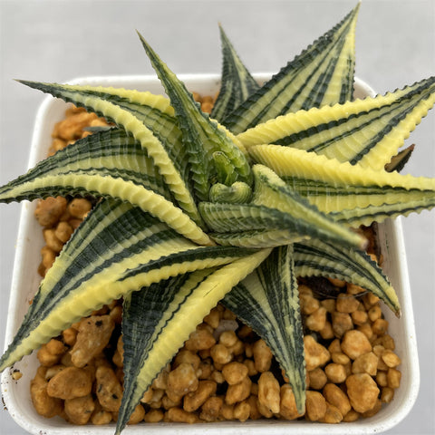 Haworthia Limifolia var. Limifolia Variegated