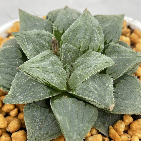 Haworthia 'Wax Gourd' 'KA-1' Other