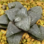 Haworthia Correcta Cloudy Moon