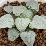 Haworthia Correcta 'Mirror of the Sky'