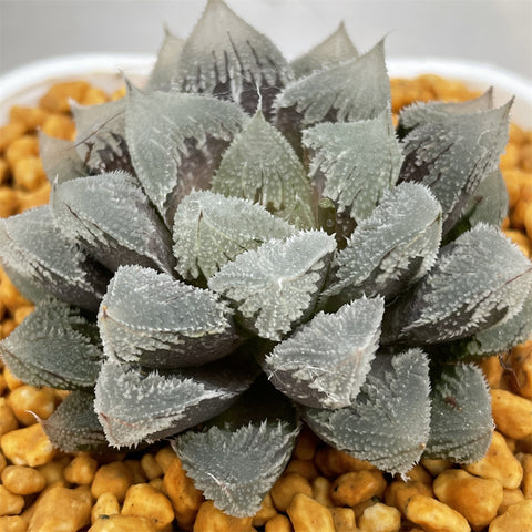 Haworthia 'Hakuteijyo ' other