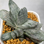 Haworthia Gasteria Gracilis variegated