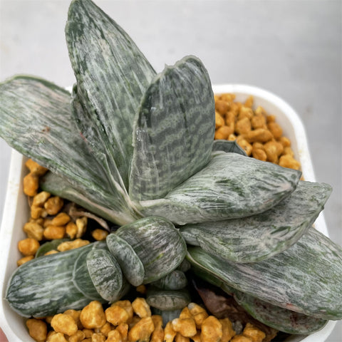 Haworthia Gasteria Gracilis variegated