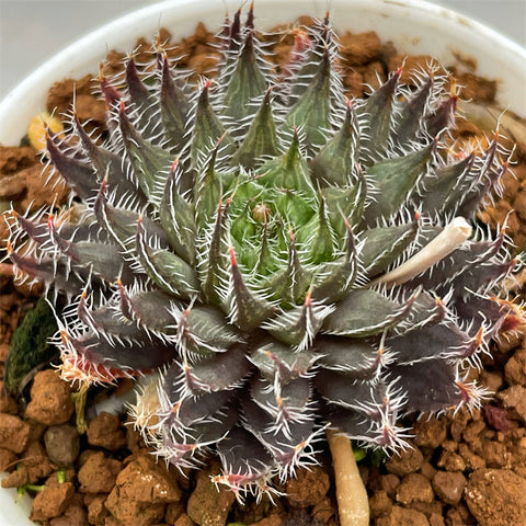 Haworthia Gigaz Hybrid plant from seeds