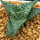 Haworthia Aloe