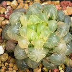 Haworthia Cooperi Var. Truncata Variegated Mother plant