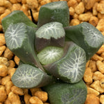 Haworthia Maughanii 'Nunobiki'
